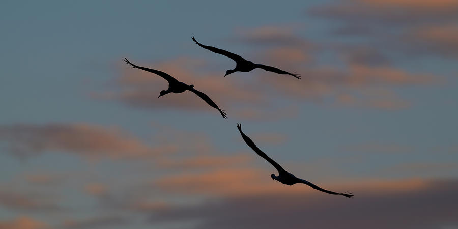 Sandhill Crane Silhouette at sunrise Photograph by Gary Langley