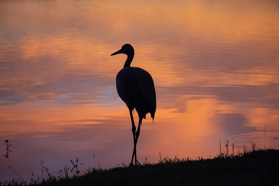 Sandhill crane silhouette at sunset Photograph by Zina Stromberg