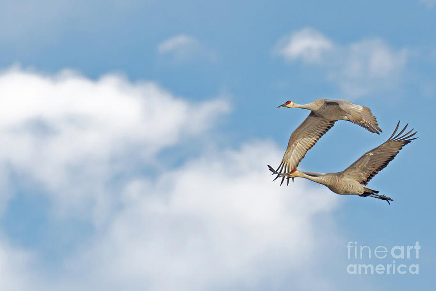 Sandhill Crane Sky Photograph by Natural Focal Point Photography
