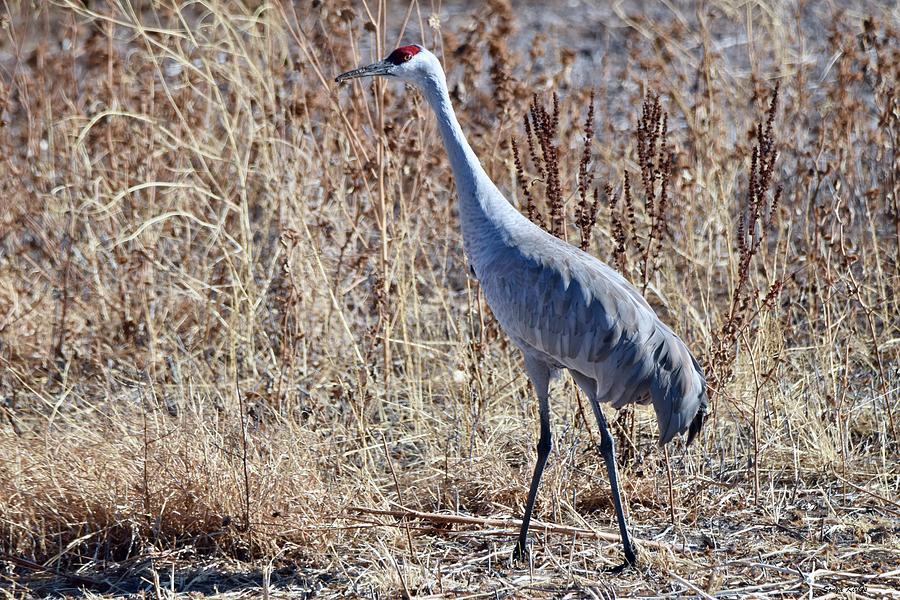 Sandhill Crane Photograph by Sonya Kirkes - Fine Art America