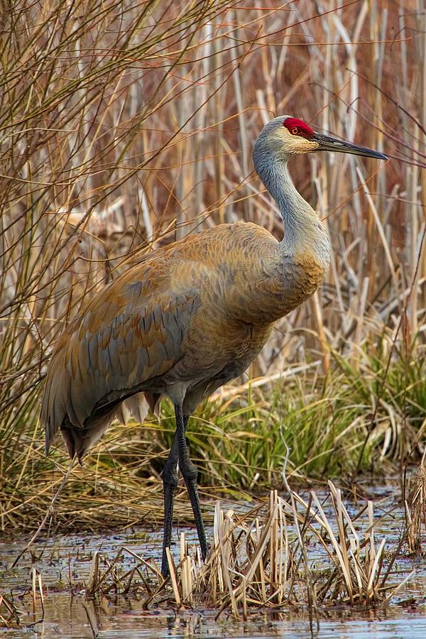 Sandhill Crane Standing in a Marsh of a Wildlife Refuge Photograph by ...