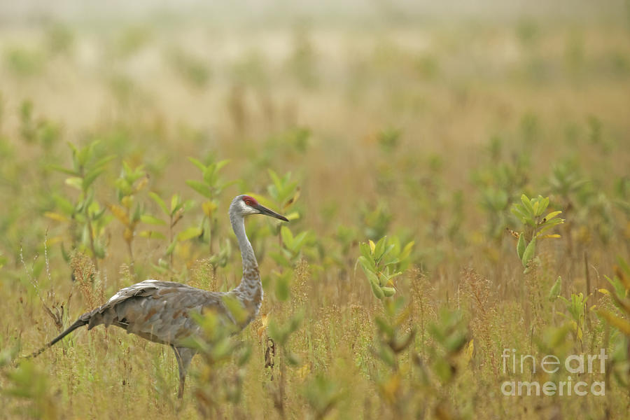 Sandhill Crane Stretching in the Fog Photograph by Natural Focal Point Photography