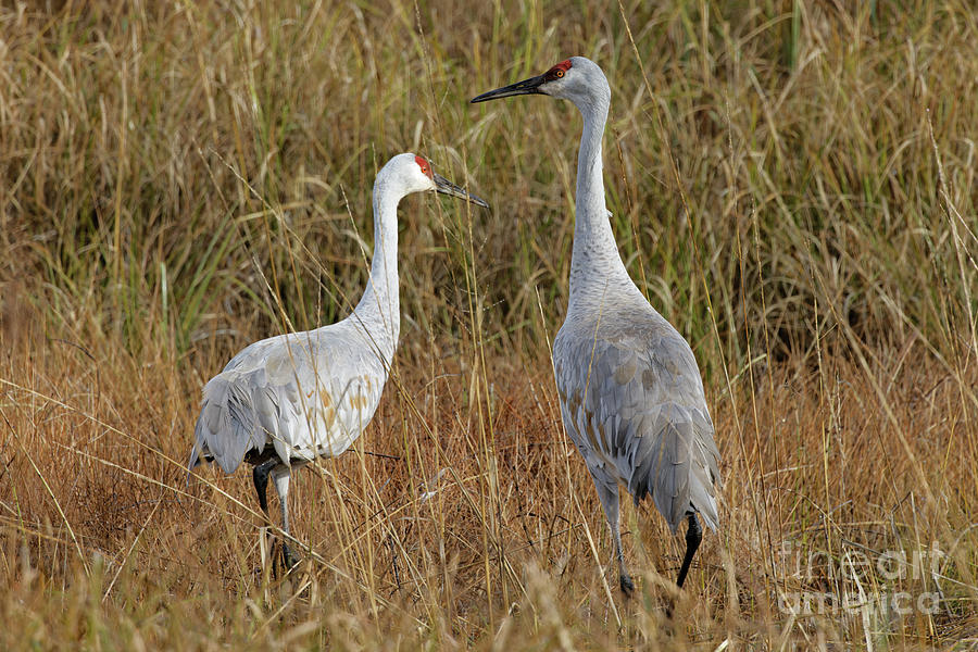 Sandhill Crane Stroll Photograph by Natural Focal Point Photography