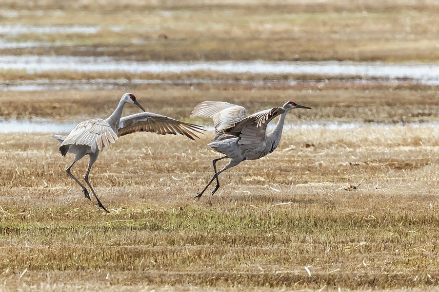 Sandhill Crane, The Chase - March 2022 Photograph by Belinda Greb