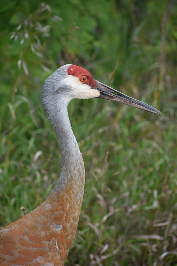 Sandhill Crane Photograph by Thierry Lach Sandhill Crane Photograph by Thierry Lach