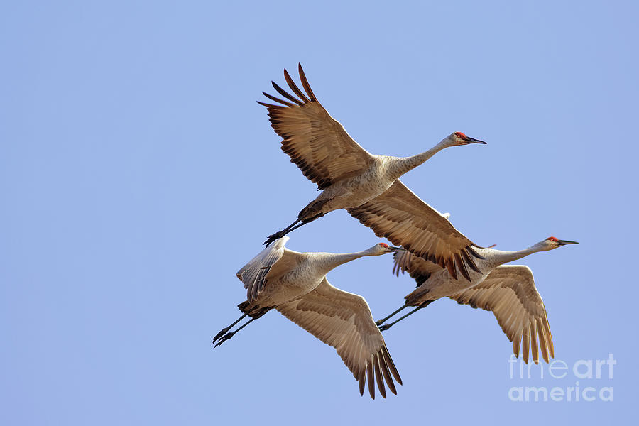 Sandhill Crane Tight Formation Photograph by Natural Focal Point Photography