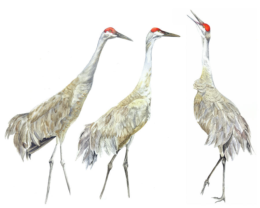 Sandhill Crane Trio Painting by Vicky Lilla - Fine Art America