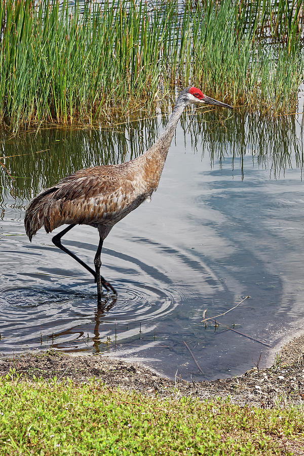 Sandhill Crane Walking In Pond Photograph by Sally Weigand