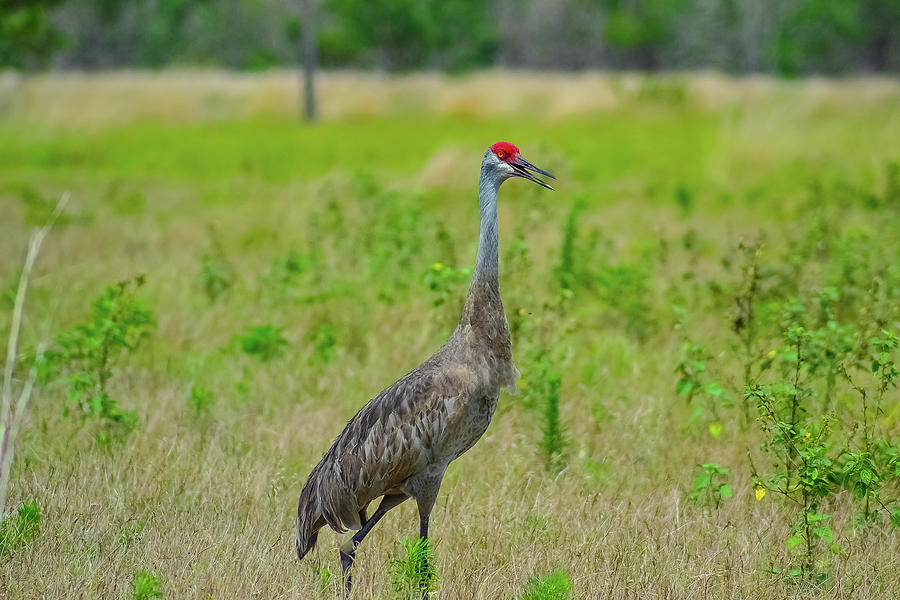 SandHill Crane Walking Photograph by Suzanne Torres Tankersley - Fine ...