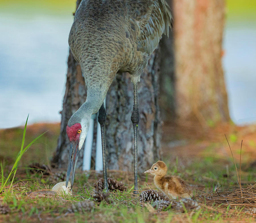Sandhill Crane with Chick Photograph by Fran Gallogly