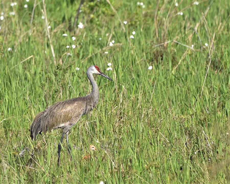 Sandhill Crane with Colt Photograph by Paula Goodman - Fine Art America