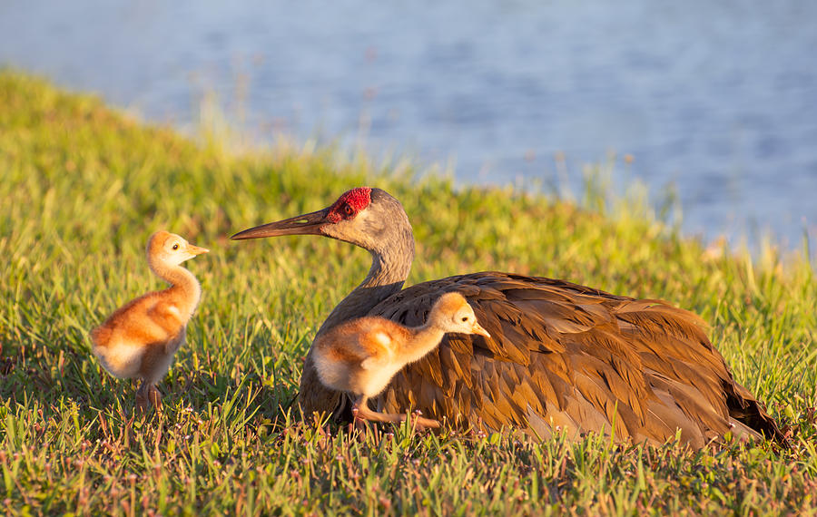 Sandhill crane with colts Photograph by Zina Stromberg - Fine Art America