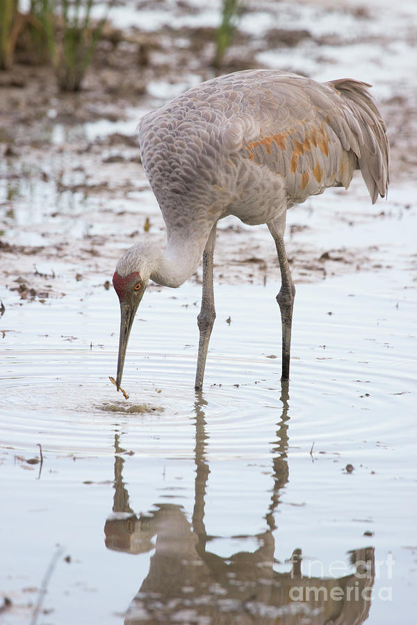 Sandhill Crane with fish Photograph by Jeannette Hunt