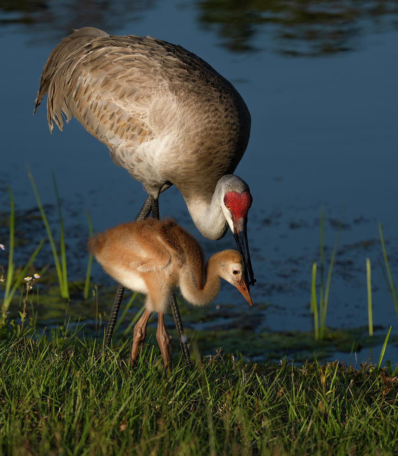 Bird Photograph - Sandhill Crane with her colt by Larry Marshall