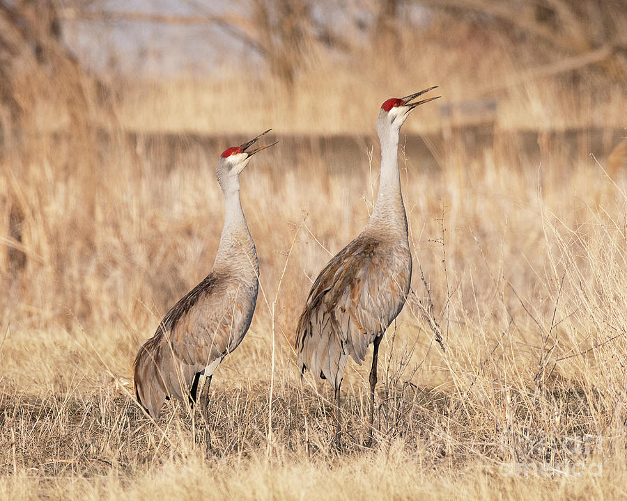 Sandhill Cranes ... Call of the Wild Photograph by Dennis Hammer