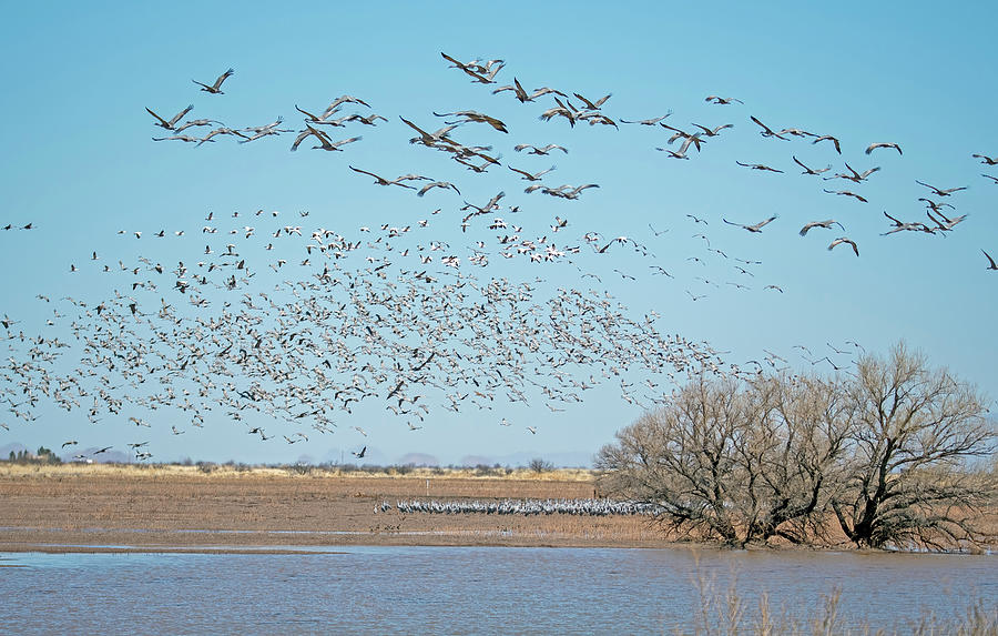 Sandhill Cranes and Snow Geese 0452-031522-2 Photograph by Tam Ryan