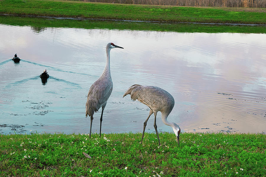 Sandhill Cranes 2 Photograph by Fred Mays