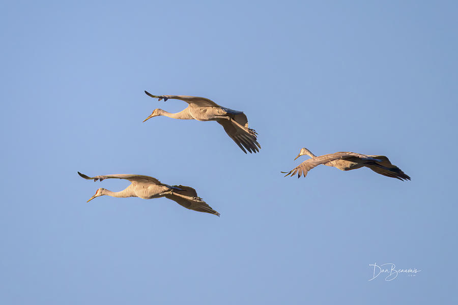 Sandhill Cranes #7371 Photograph