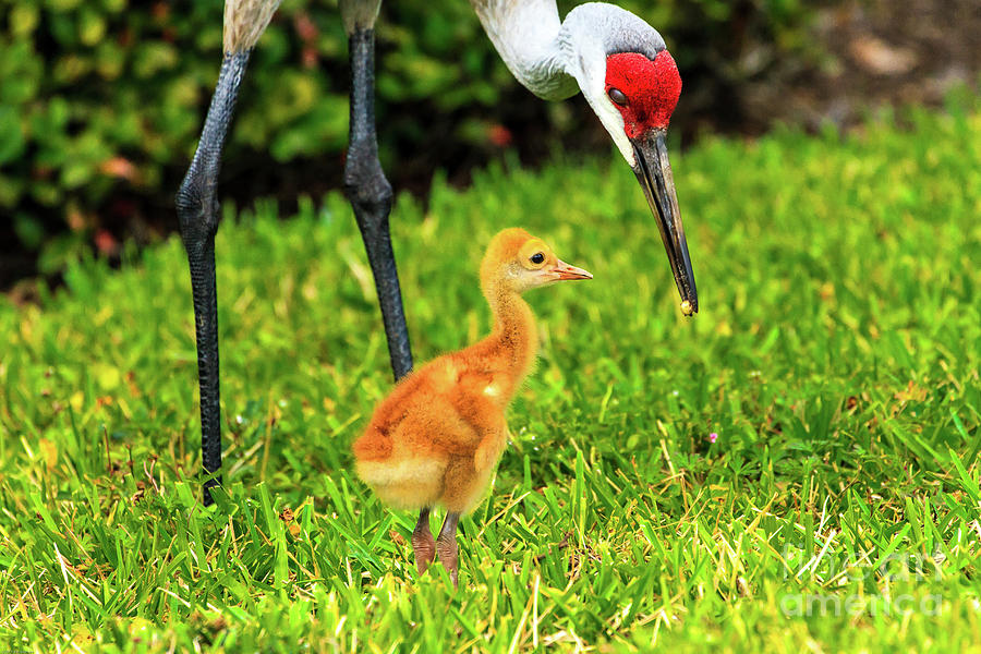 Sandhill Cranes Adult and Chick Photograph by Ben Graham