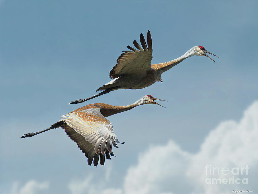 Sandhill Cranes - Aerodynamic Duo Photograph by James Hervat Sandhill Cranes - Aerodynamic Duo Photograph by James Hervat