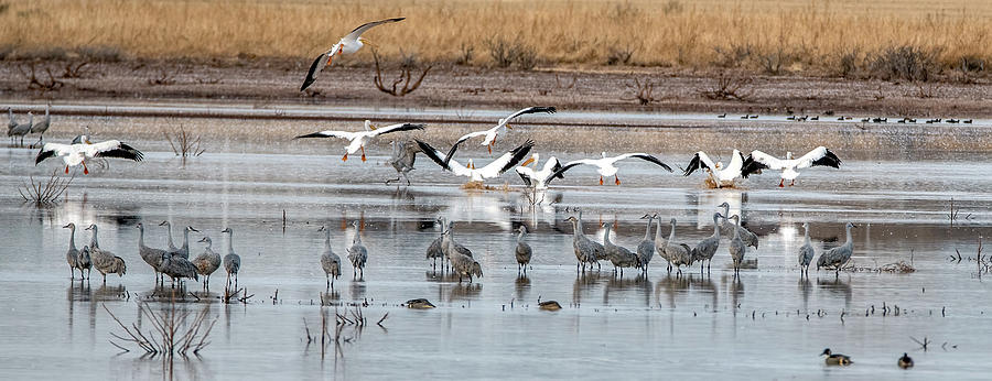 Sandhill Cranes and American White Pelicans 3399-020122-2 Photograph by Tam Ryan