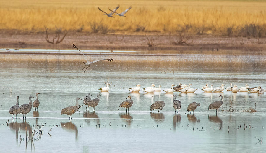 Sandhill Cranes and Snow Geese 3335-020122-2 Photograph by Tam Ryan