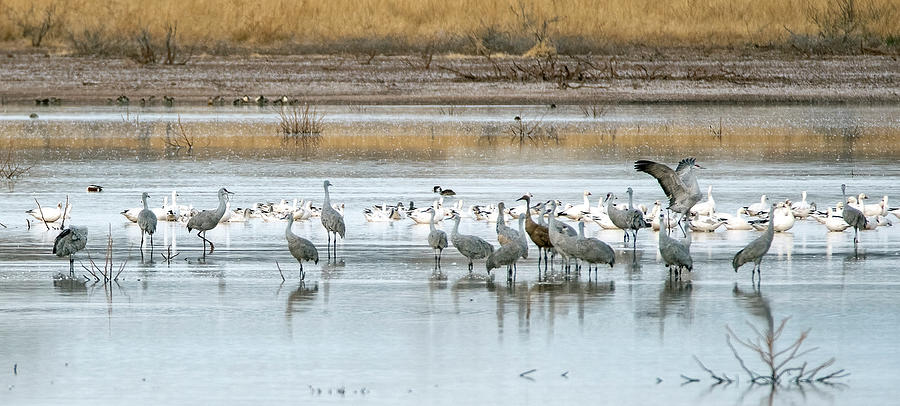 Sandhill Cranes and Snow Geese 3387-020122-2 Photograph by Tam Ryan