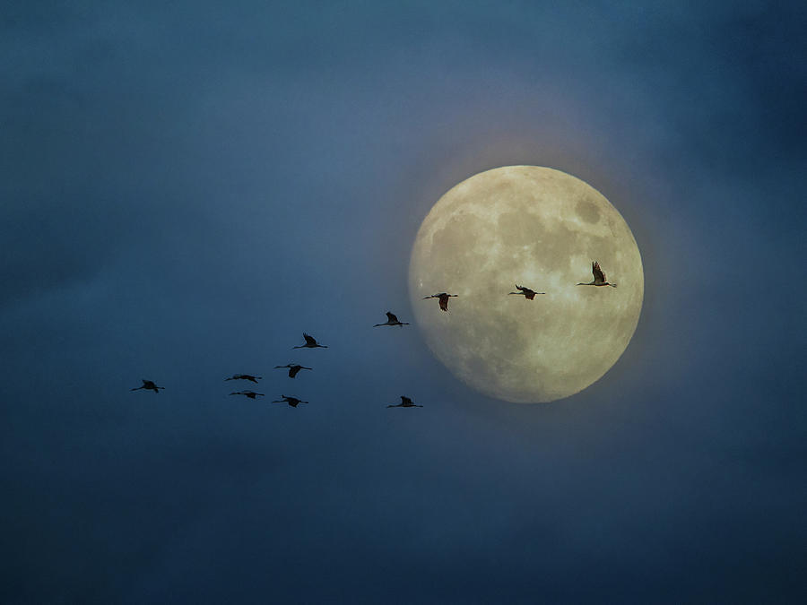 Sandhill Cranes and the Moon Photograph by Patti Deters