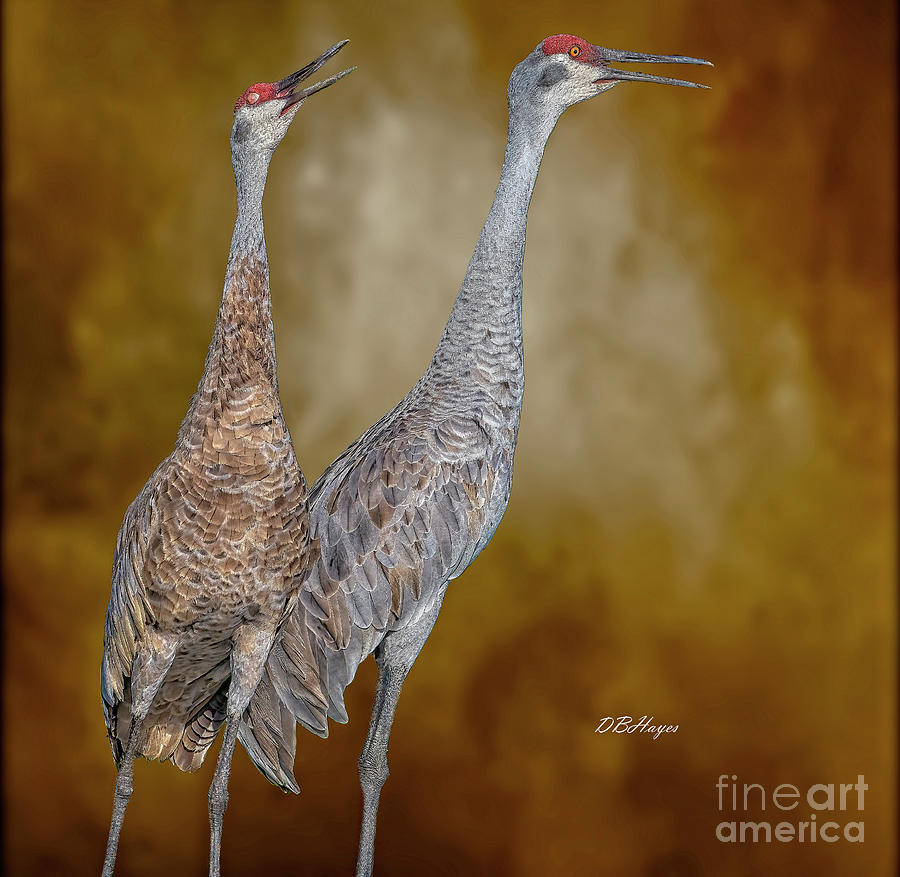 Sandhill Cranes Artistry Photograph by DB Hayes