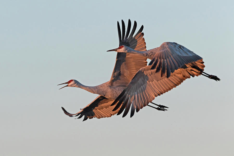 Sandhill Cranes at Dawn Photograph by Mindy Musick King