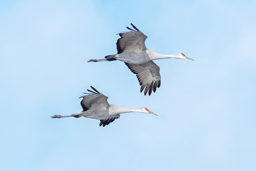 Sandhill Cranes at Long Point 04 Photograph by Judy Tomlinson - Fine ...