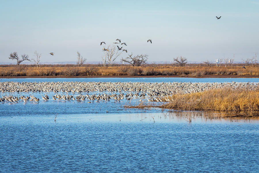 Sandhill Cranes at Sandy Creek Bay Photograph by Debra Martz