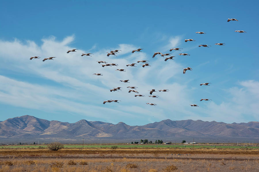 Sandhill Cranes at Whitewater Draw, Arizona Photograph by Bob Russman