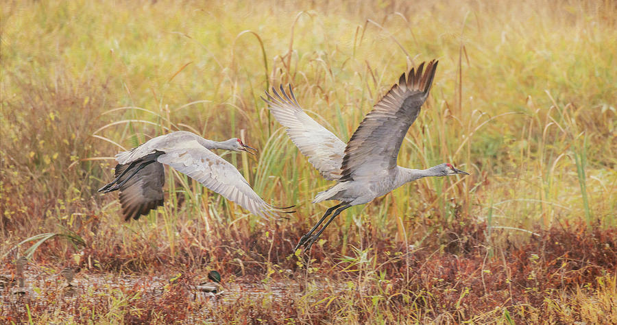 Sandhill Cranes Autumn Photograph by Angie Vogel - Fine Art America