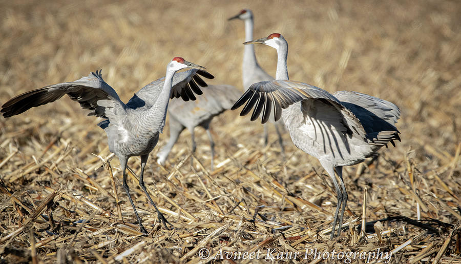 Sandhill Cranes Photograph by Avneet Kaur