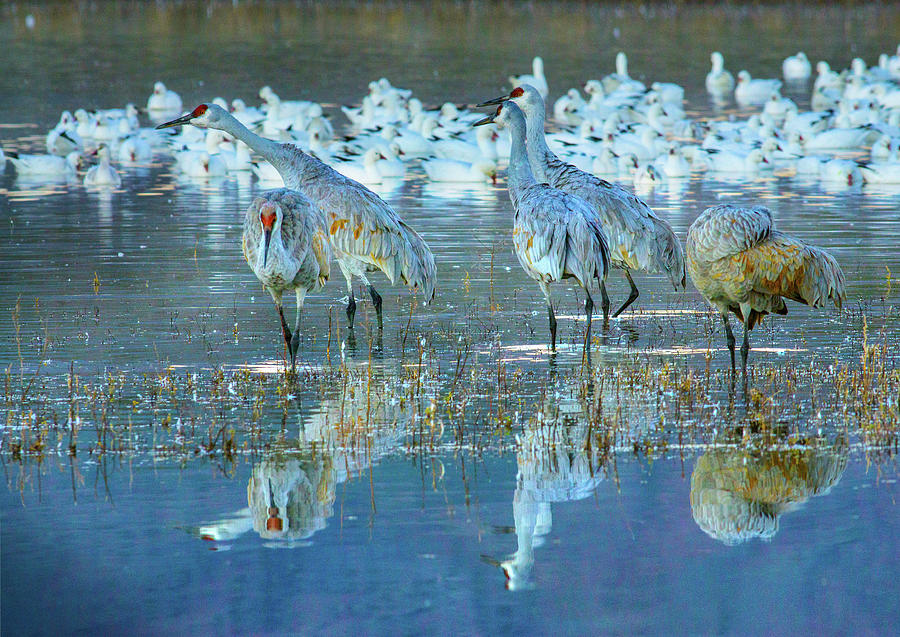 Crane Photograph - Sandhill Cranes, Bosque del Apache National Wildlife Refuge, New Mexico I by Tim Fitzharris