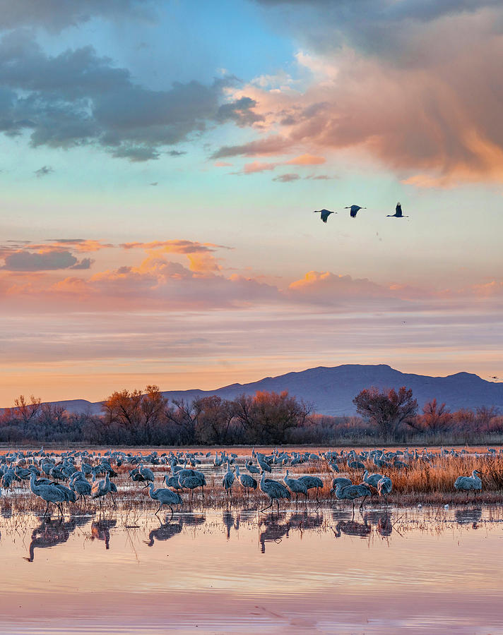 Crane Photograph - Sandhill Cranes, Bosque del Apache National Wildlife Refuge, New Mexico II by Tim Fitzharris