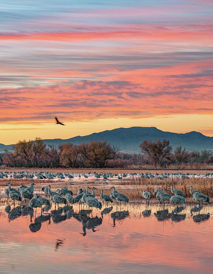 Crane Photograph - Sandhill Cranes, Bosque del Apache National Wildlife Refuge, New Mexico III by Tim Fitzharris