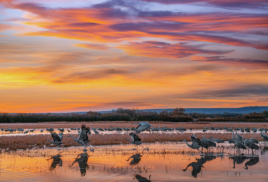 Bird Photograph - Sandhill Cranes, Bosque del Apache NWR New Mexico, USA by Tim Fitzharris