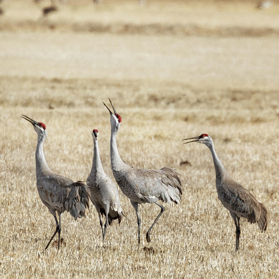 Sandhill Cranes Calling - March 2022 Photograph by Belinda Greb