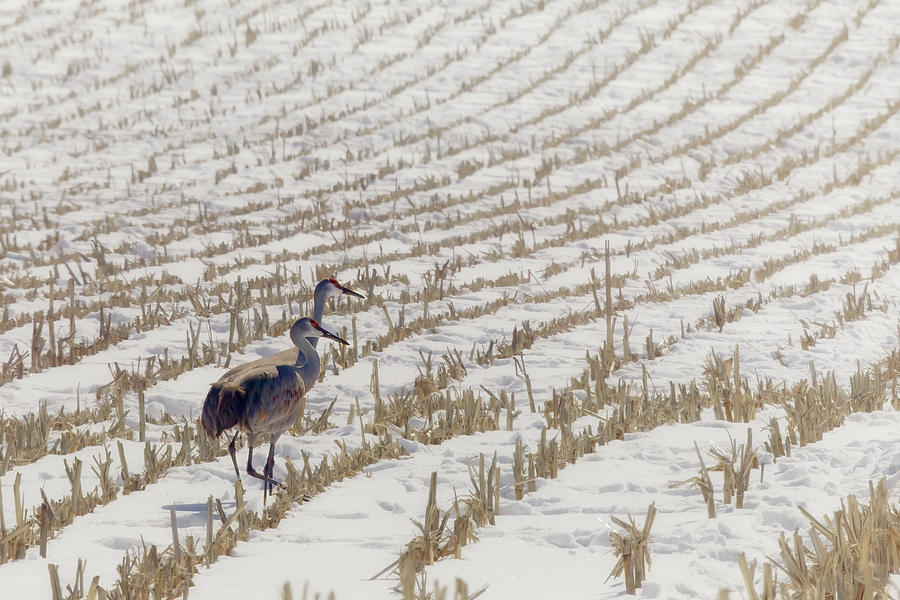 Sandhill Cranes - Cornfields of Snow Photograph by Susan Rissi Tregoning