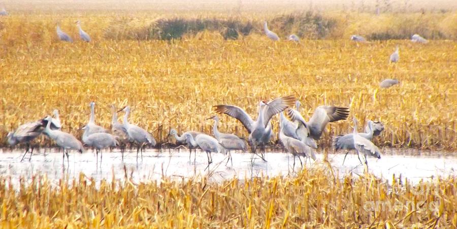Bird Photograph - Sandhill Cranes Dancing In Cornfield Pond       Winter        Indiana    by Rory Cubel