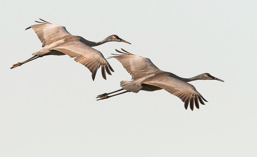 Sandhill Cranes Photograph by Doug McPherson