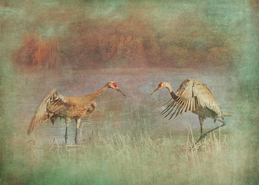 Sandhill Cranes Face Off Photograph by Patti Deters