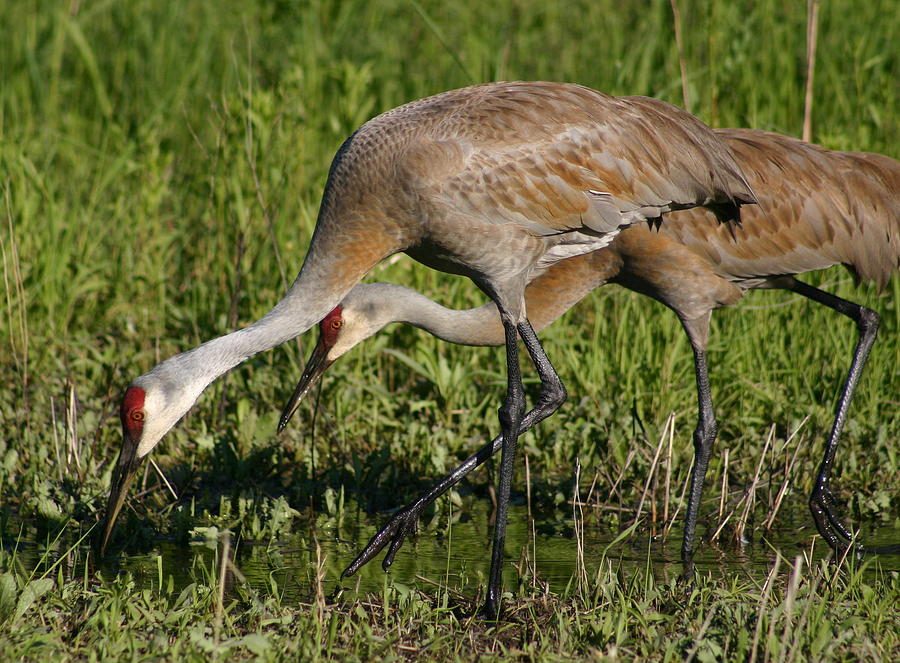 Sandhill Cranes Feeding Photograph by Callen Harty - Fine Art America