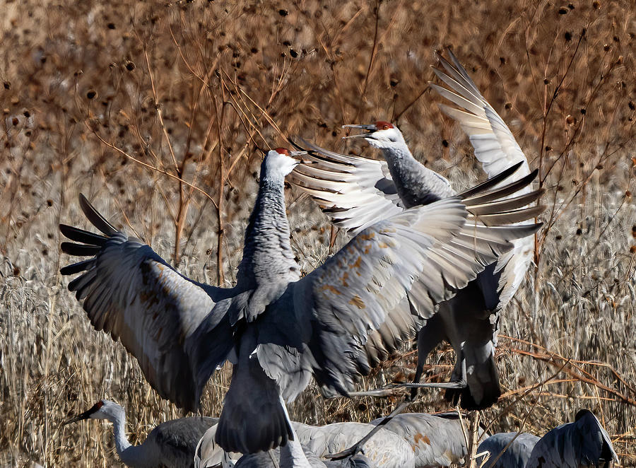 Sandhill cranes fighting Photograph by Jack Nevitt