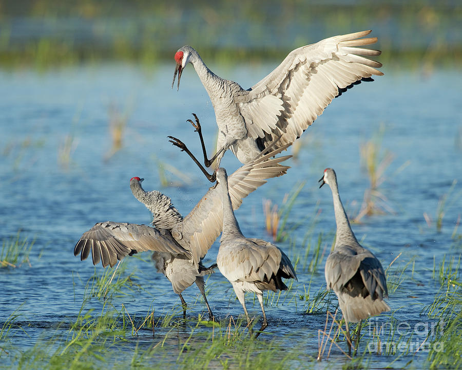 Sandhill Cranes Fighting Photograph by Troy Lim