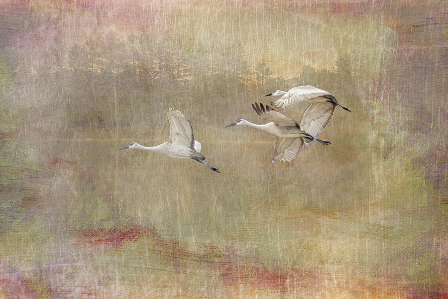 Sandhill Cranes Flight - Painterly Photograph