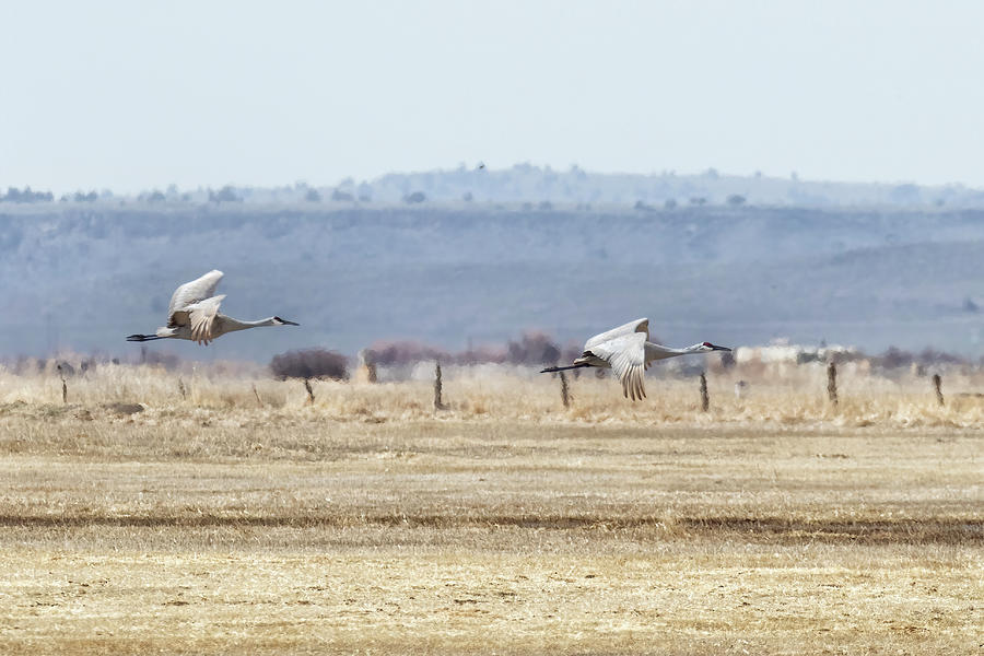 Sandhill Cranes Flying - March 2022 Photograph by Belinda Greb