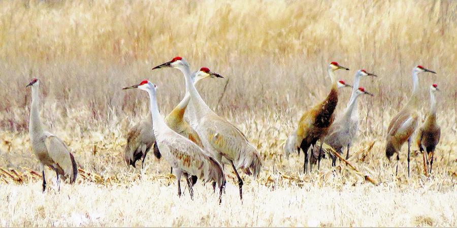 Sandhill Cranes Gathering  Photograph by Lori Frisch